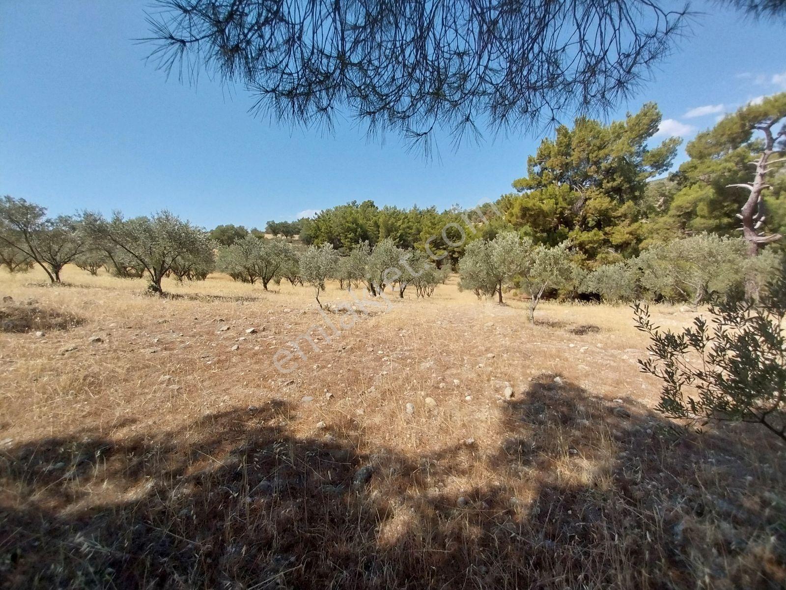 Kırançiftlik Mahallesi'Nde Satılık 7600 M2 Zeytinlik