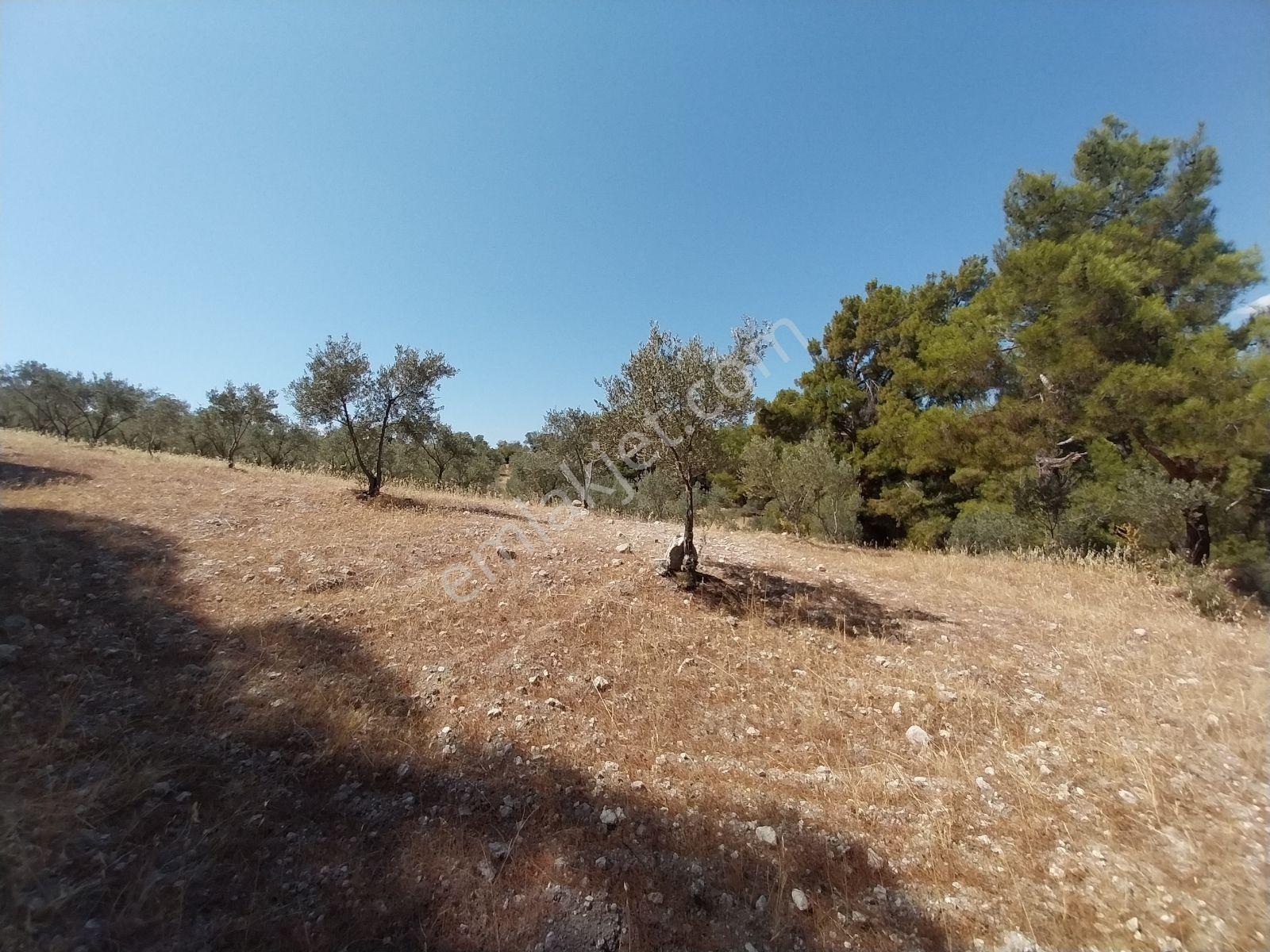 Kırançiftlik Mahallesi'nde Satılık 7600 M2 Zeytinlik — fotoğraf 2