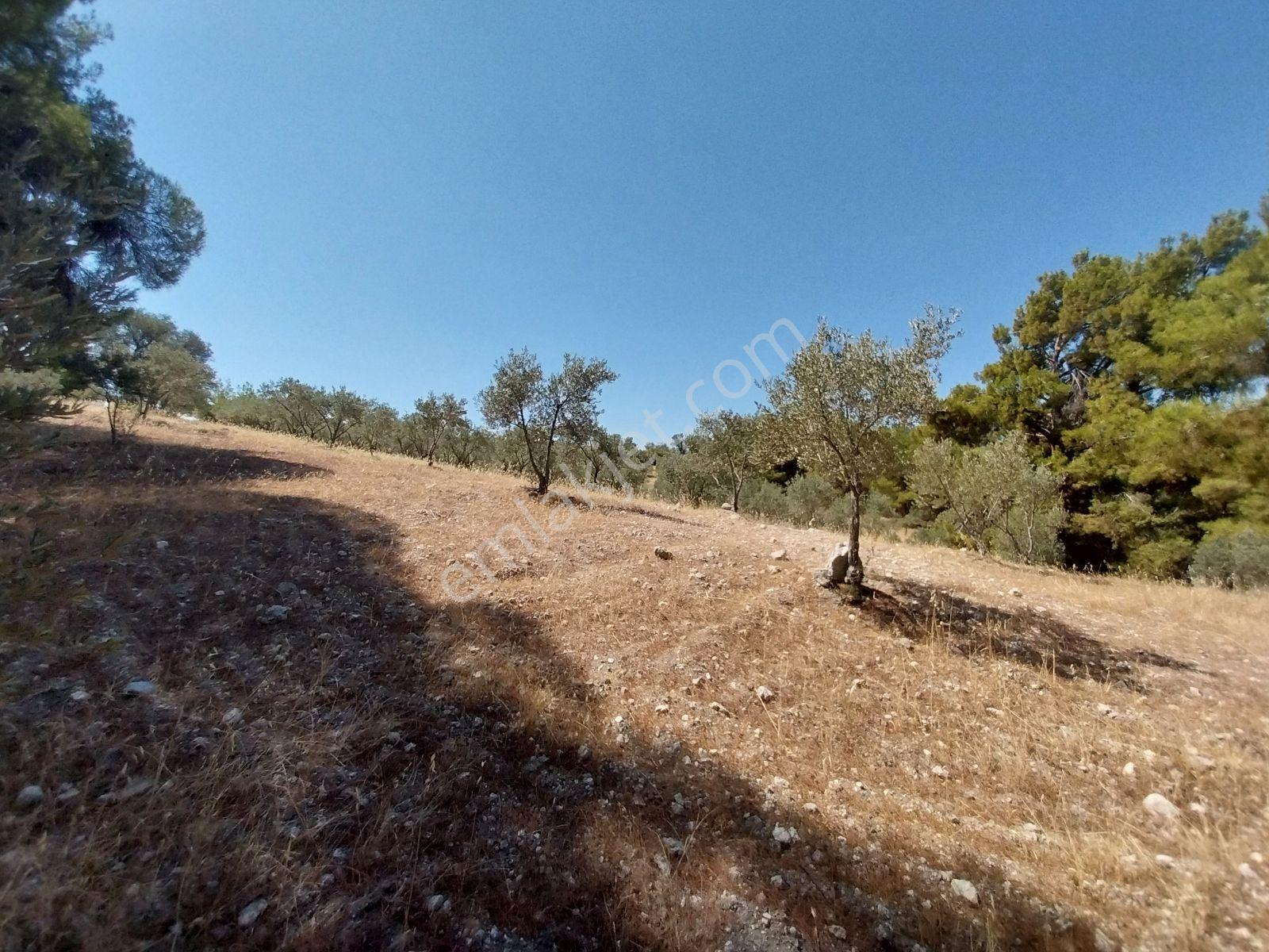 Kırançiftlik Mahallesi'nde Satılık 7600 M2 Zeytinlik — fotoğraf 3