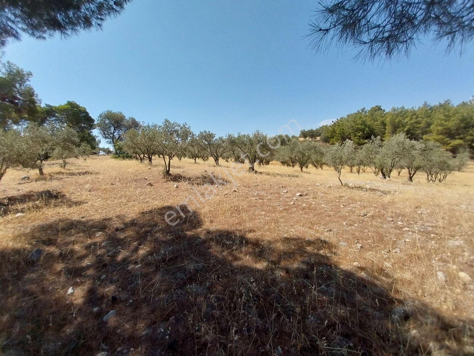 Kırançiftlik Mahallesi'nde Satılık 7600 M2 Zeytinlik — fotoğraf 4