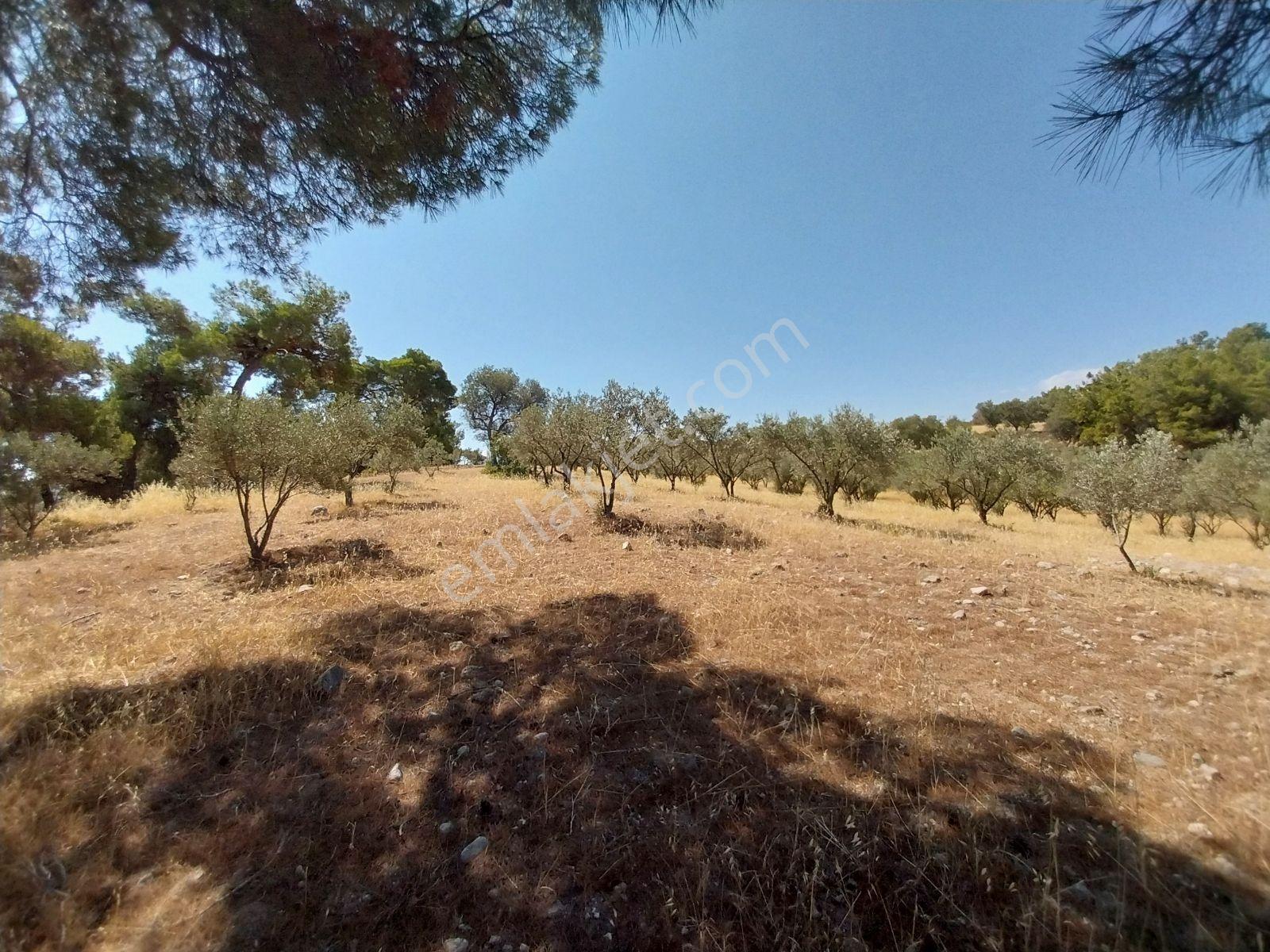 Kırançiftlik Mahallesi'nde Satılık 7600 M2 Zeytinlik — fotoğraf 5