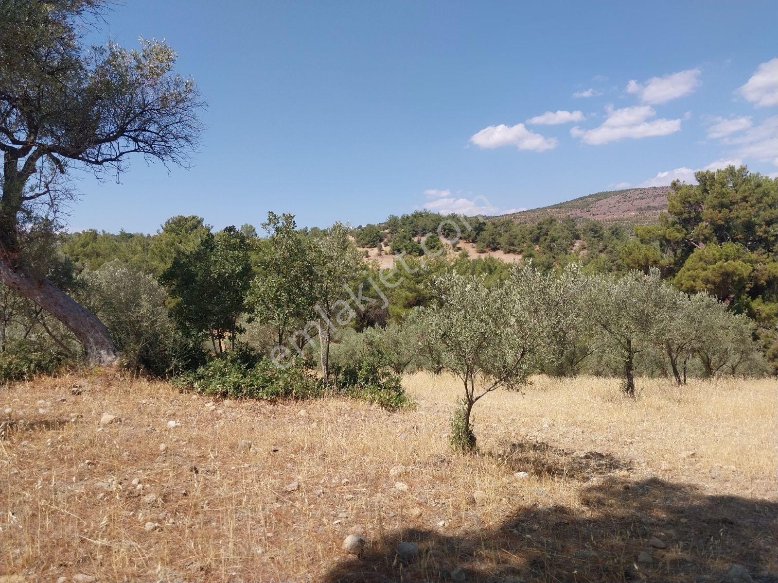 Kırançiftlik Mahallesi'nde Satılık 7600 M2 Zeytinlik — fotoğraf 6