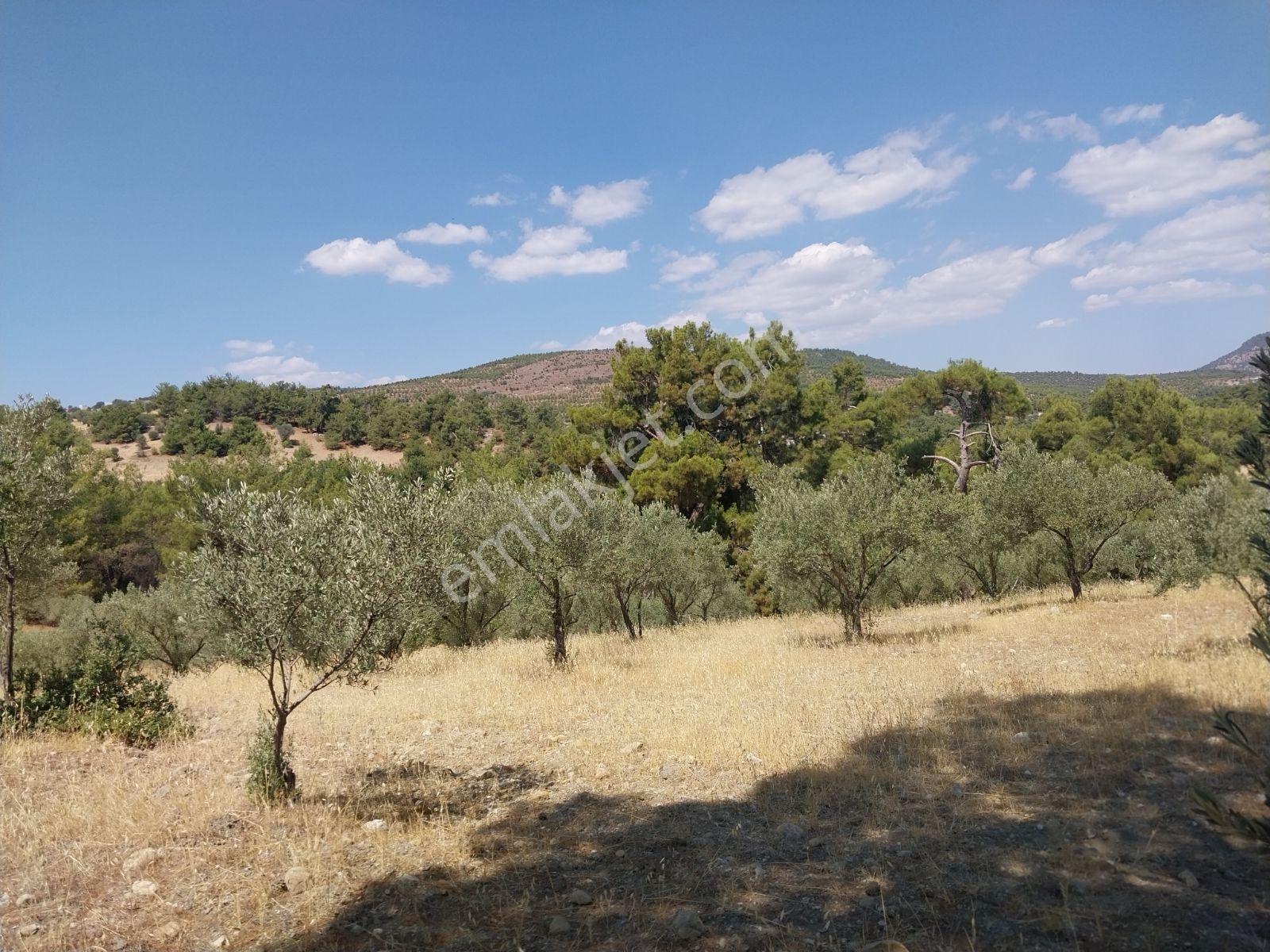 Kırançiftlik Mahallesi'nde Satılık 7600 M2 Zeytinlik — fotoğraf 7