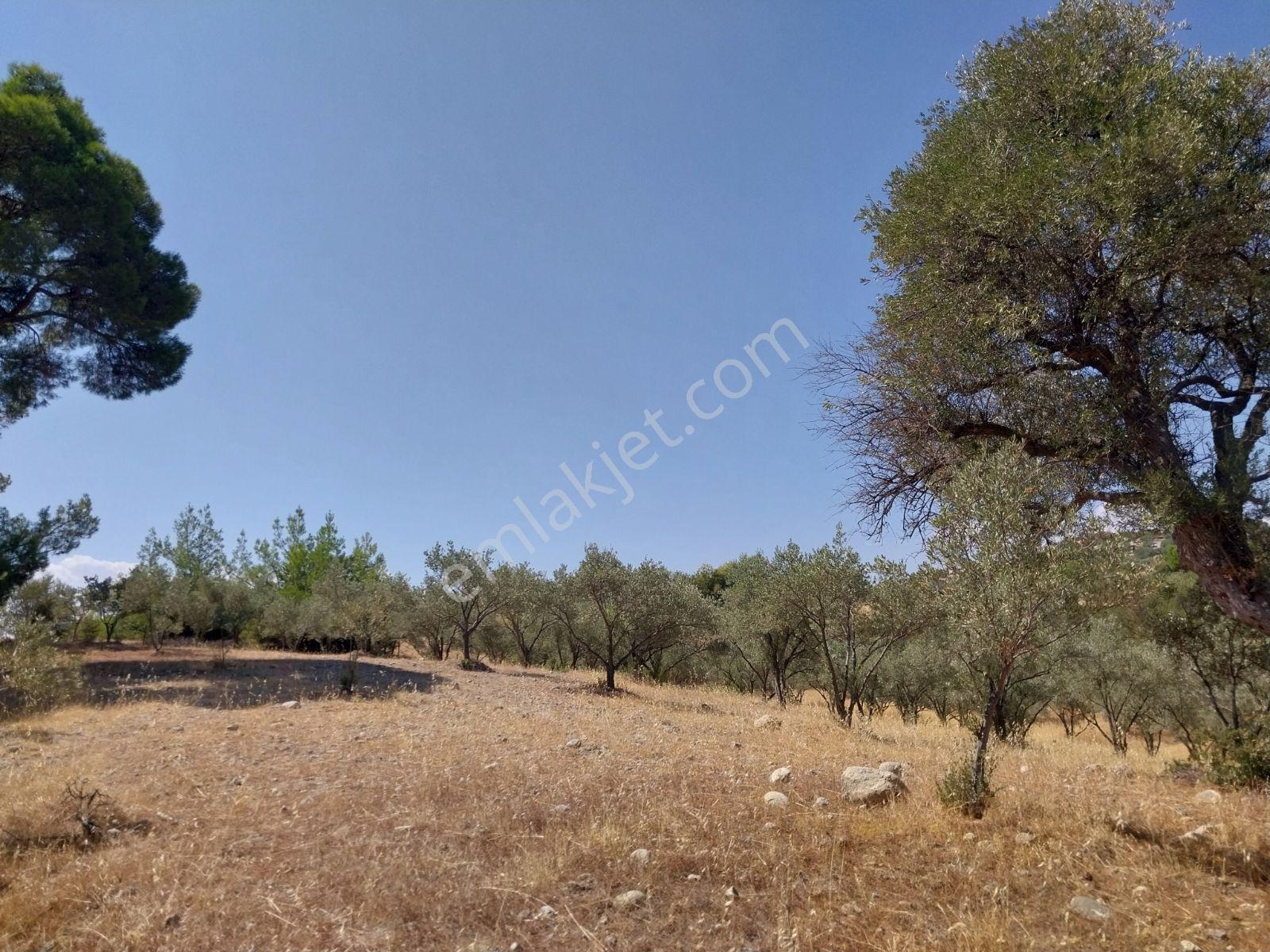 Kırançiftlik Mahallesi'nde Satılık 7600 M2 Zeytinlik — fotoğraf 8