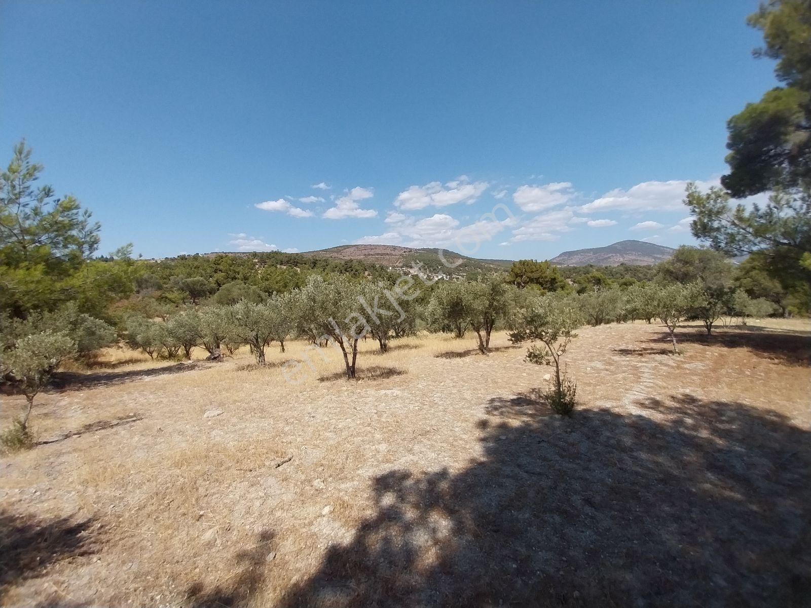 Kırançiftlik Mahallesi'nde Satılık 7600 M2 Zeytinlik — fotoğraf 9