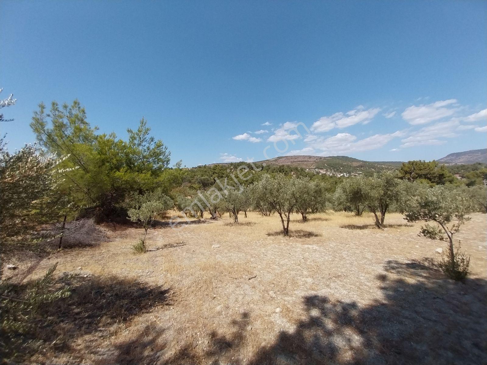 Kırançiftlik Mahallesi'nde Satılık 7600 M2 Zeytinlik — fotoğraf 10