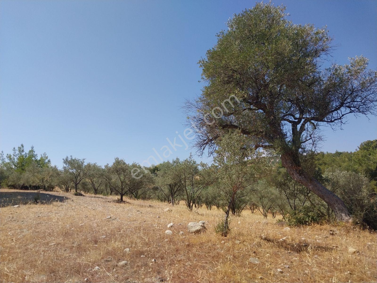 Kırançiftlik Mahallesi'nde Satılık 7600 M2 Zeytinlik — fotoğraf 11