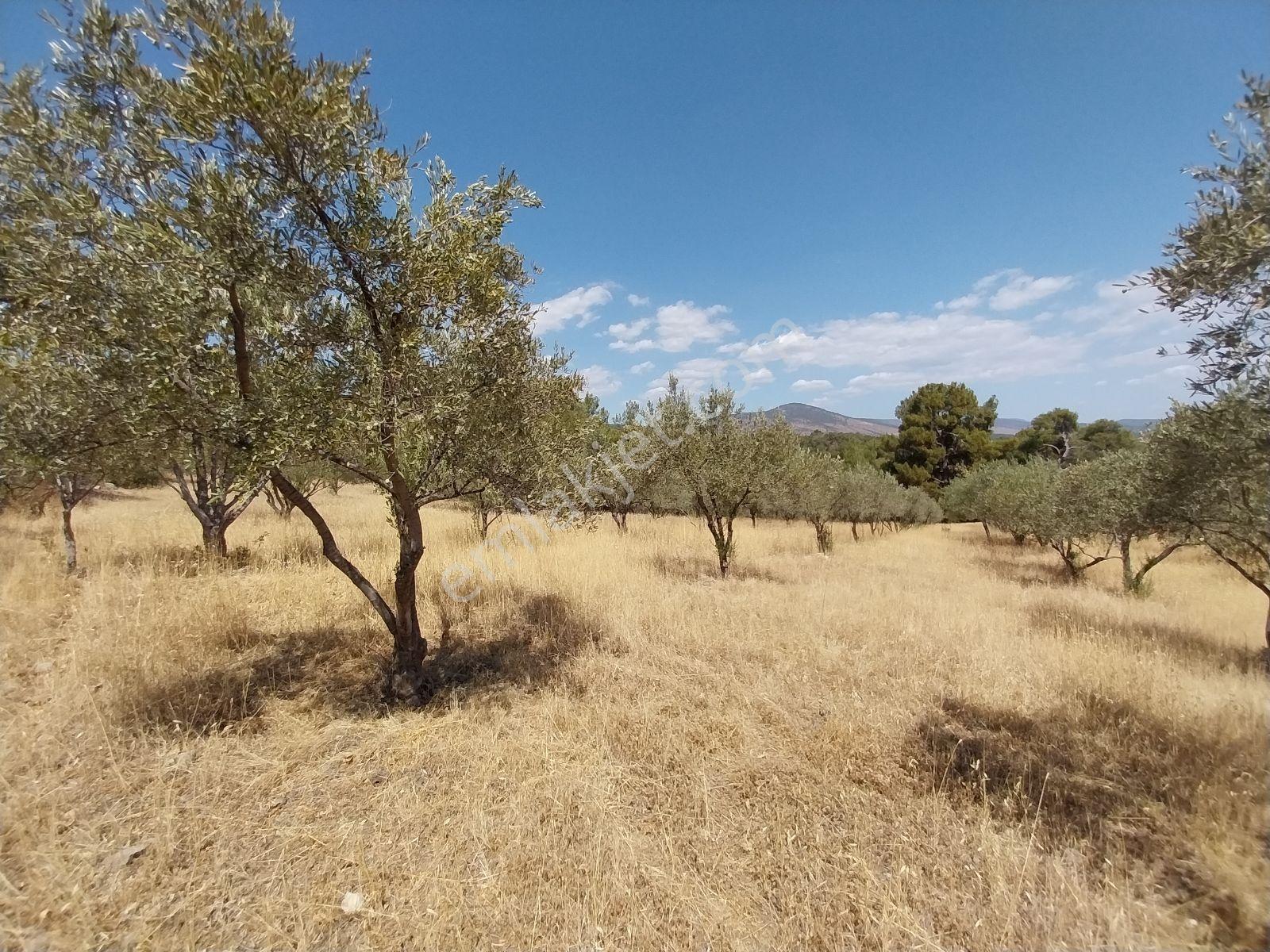 Kırançiftlik Mahallesi'nde Satılık 7600 M2 Zeytinlik — fotoğraf 12