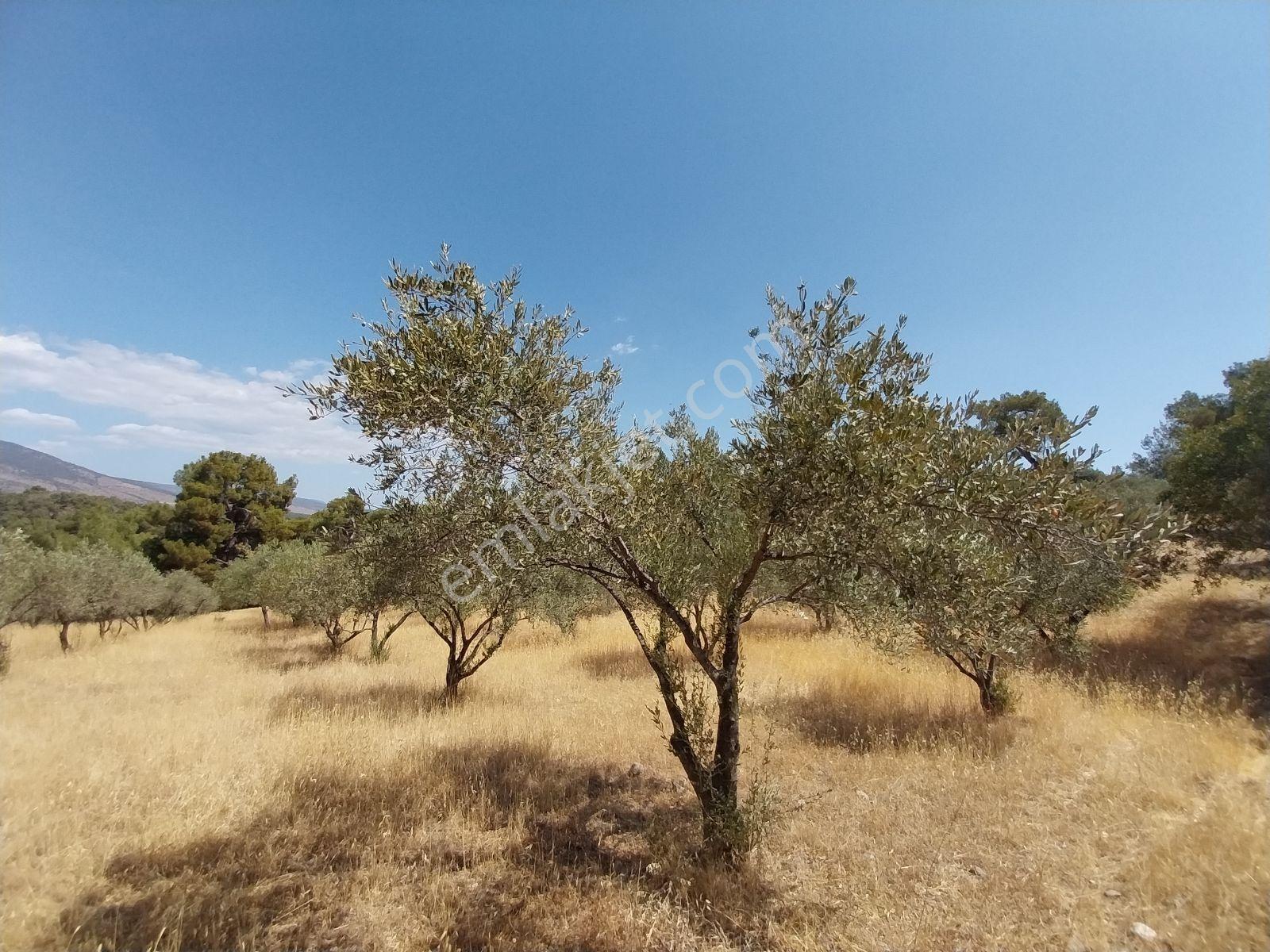 Kırançiftlik Mahallesi'nde Satılık 7600 M2 Zeytinlik — fotoğraf 13