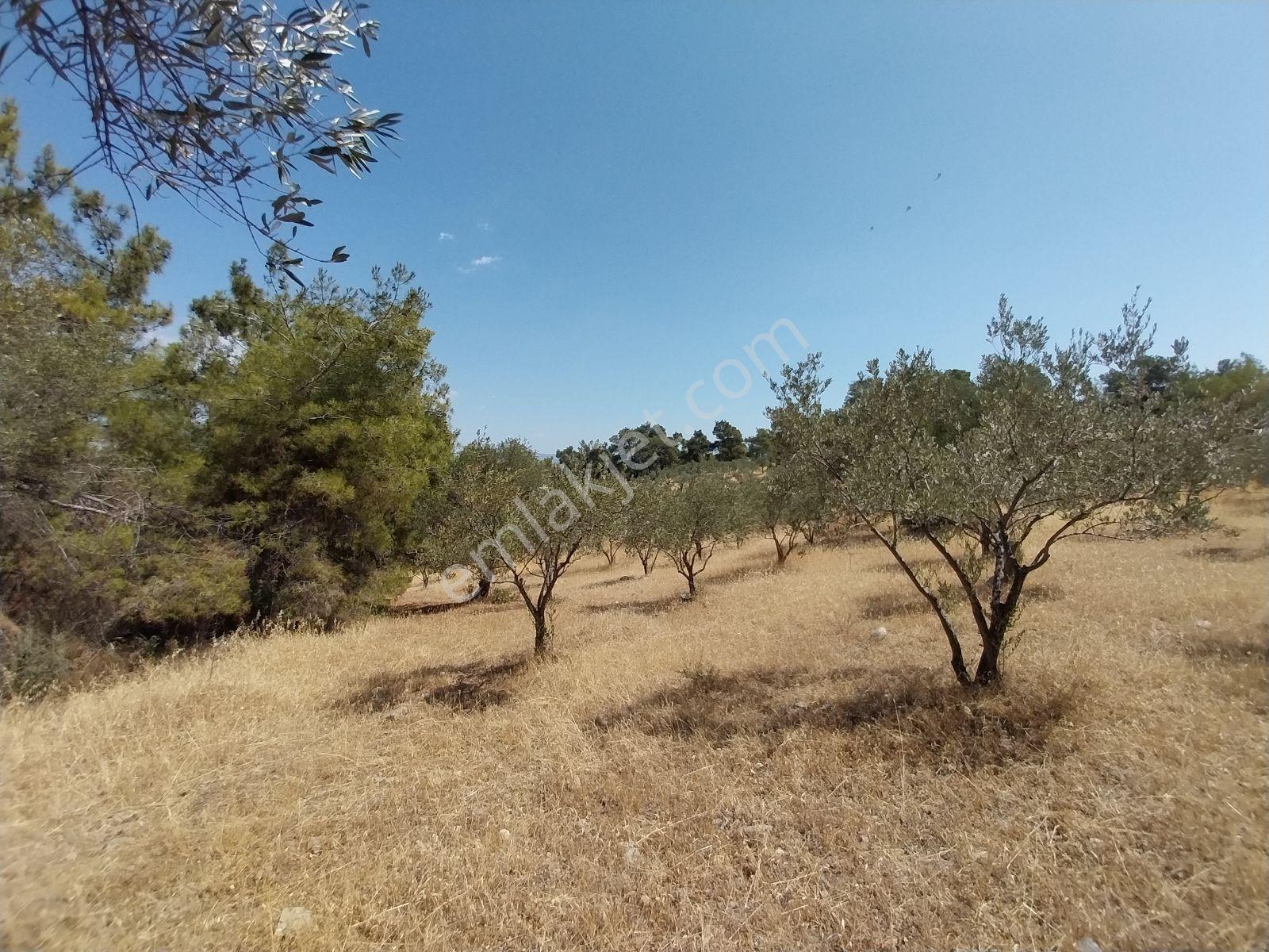 Kırançiftlik Mahallesi'nde Satılık 7600 M2 Zeytinlik — fotoğraf 14