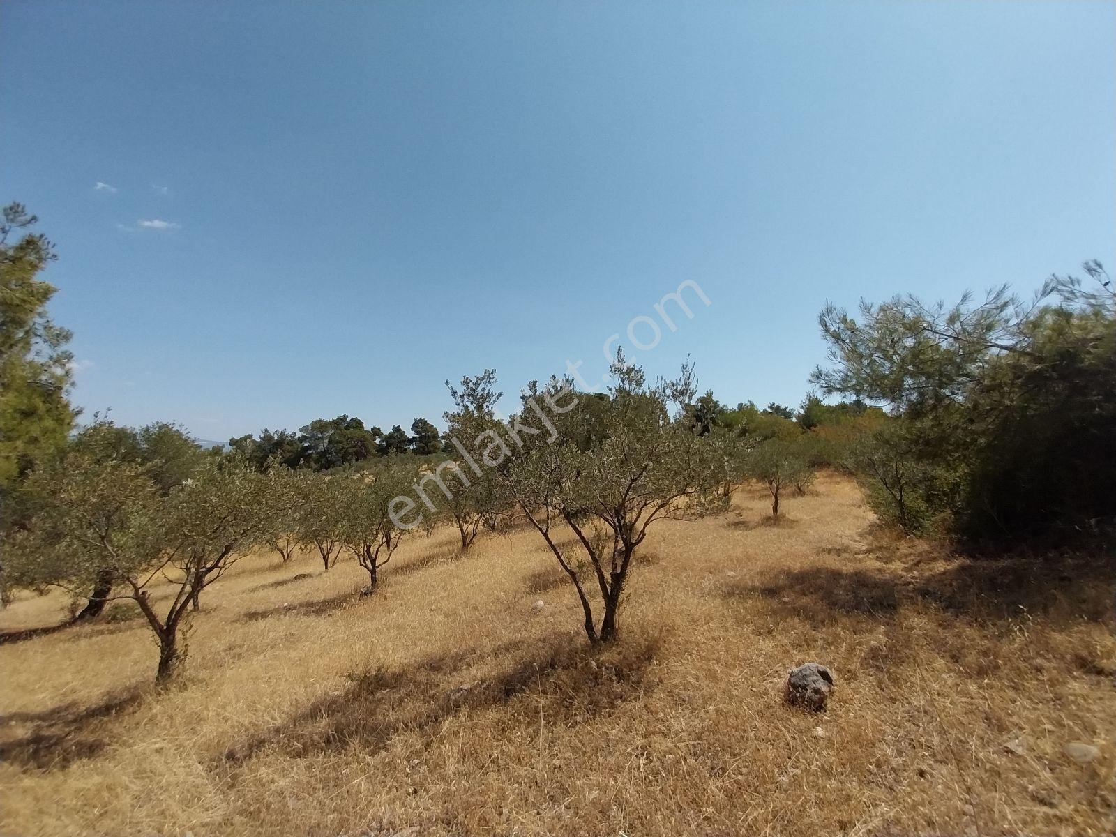 Kırançiftlik Mahallesi'nde Satılık 7600 M2 Zeytinlik — fotoğraf 15