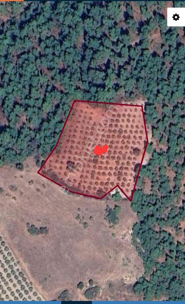 Kırançiftlik Mahallesi'nde Satılık 7600 M2 Zeytinlik — fotoğraf 16