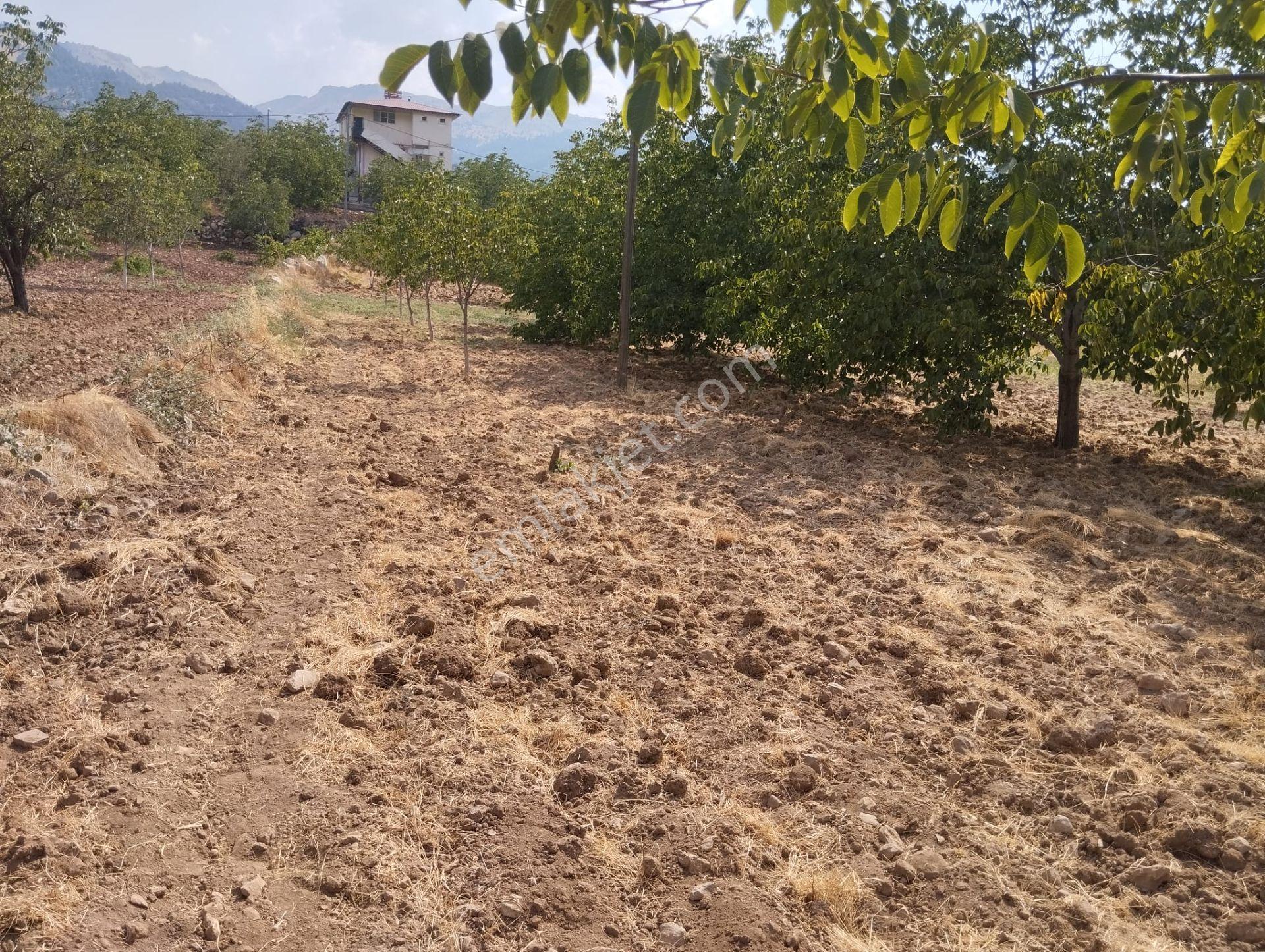 Baş Dervişli'de Satılık Bağ — fotoğraf 2