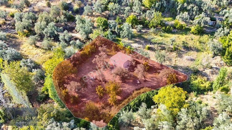 Kerim'Den Altınoluk Satılık 1 Dönüm Deniz Manzaralı Zeytinlik