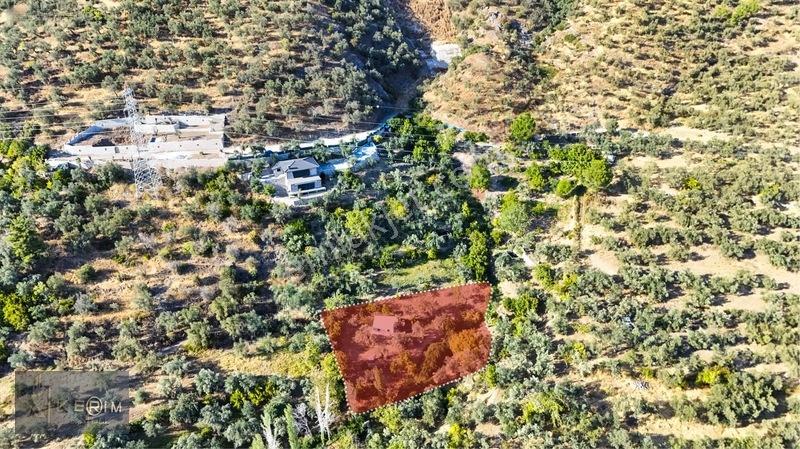 Kerim'den Altınoluk Satılık 1 Dönüm Deniz Manzaralı Zeytinlik — fotoğraf 2