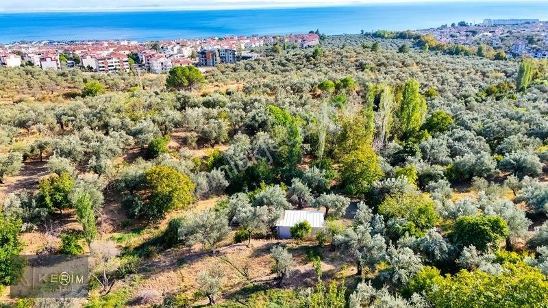 Kerim'den Altınoluk Satılık 1 Dönüm Deniz Manzaralı Zeytinlik — fotoğraf 4