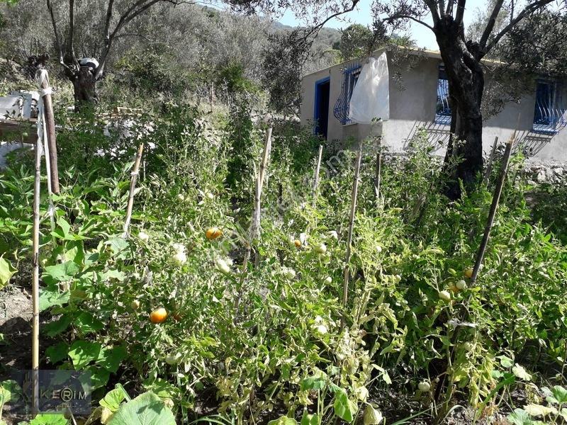 Kerim'den Altınoluk Satılık 1 Dönüm Deniz Manzaralı Zeytinlik — fotoğraf 6