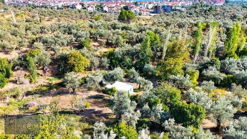 Kerim'den Altınoluk Satılık 1 Dönüm Deniz Manzaralı Zeytinlik — fotoğraf 7