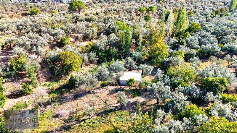 Kerim'den Altınoluk Satılık 1 Dönüm Deniz Manzaralı Zeytinlik — fotoğraf 8