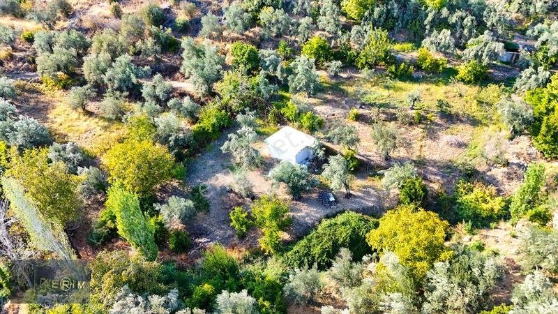 Kerim'den Altınoluk Satılık 1 Dönüm Deniz Manzaralı Zeytinlik — fotoğraf 9