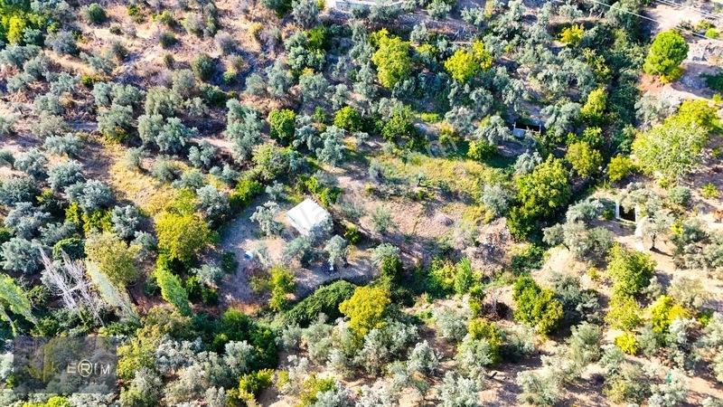 Kerim'den Altınoluk Satılık 1 Dönüm Deniz Manzaralı Zeytinlik — fotoğraf 10