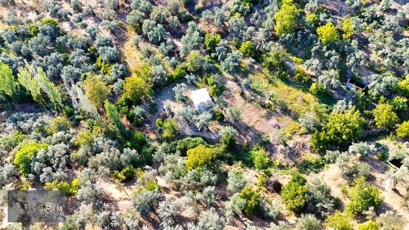 Kerim'den Altınoluk Satılık 1 Dönüm Deniz Manzaralı Zeytinlik — fotoğraf 11