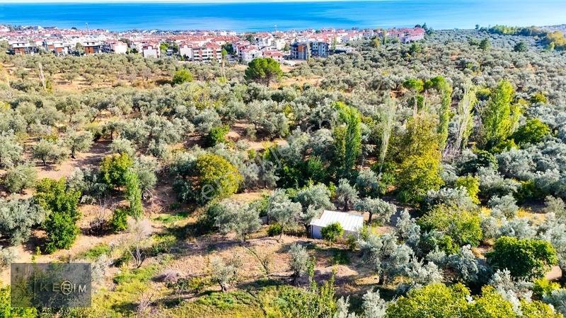 Kerim'den Altınoluk Satılık 1 Dönüm Deniz Manzaralı Zeytinlik — fotoğraf 12