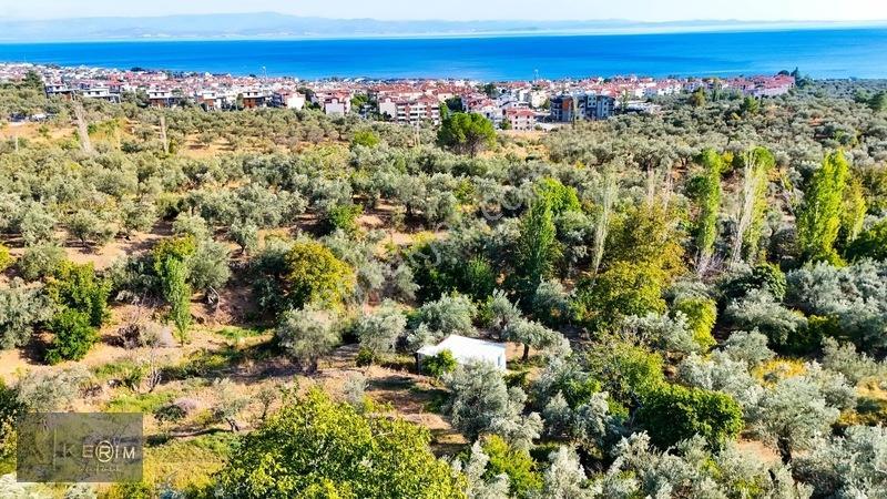 Kerim'den Altınoluk Satılık 1 Dönüm Deniz Manzaralı Zeytinlik — fotoğraf 13