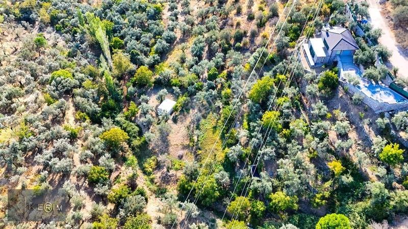 Kerim'den Altınoluk Satılık 1 Dönüm Deniz Manzaralı Zeytinlik — fotoğraf 14