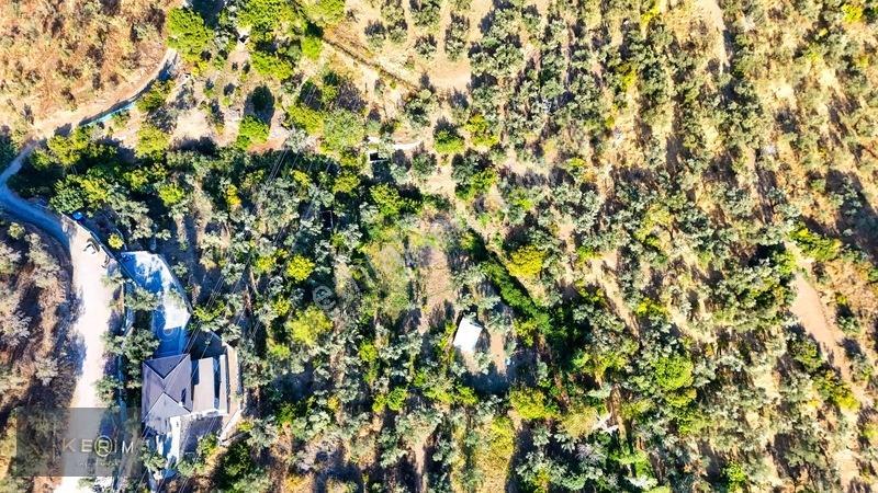 Kerim'den Altınoluk Satılık 1 Dönüm Deniz Manzaralı Zeytinlik — fotoğraf 15