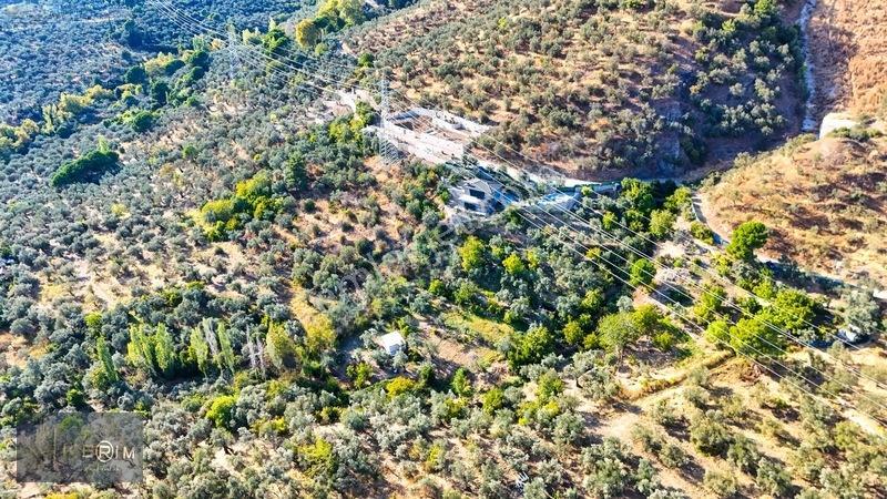 Kerim'den Altınoluk Satılık 1 Dönüm Deniz Manzaralı Zeytinlik — fotoğraf 19