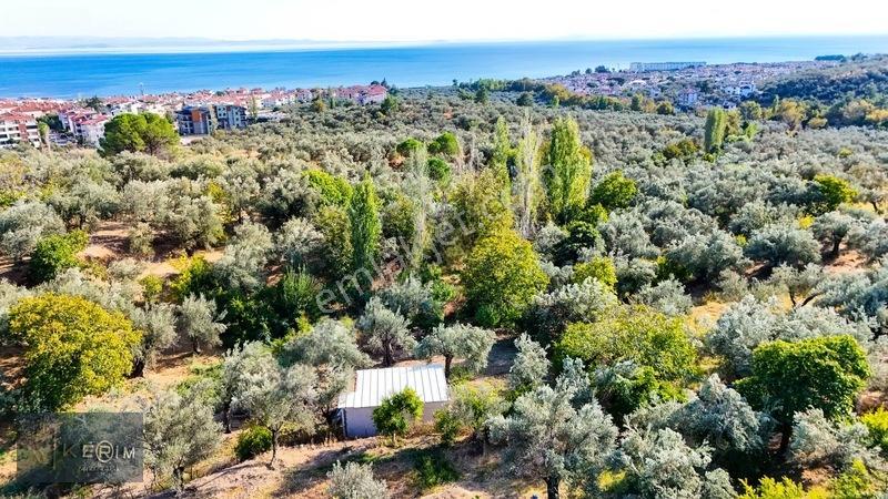 Kerim'den Altınoluk Satılık 1 Dönüm Deniz Manzaralı Zeytinlik — fotoğraf 20