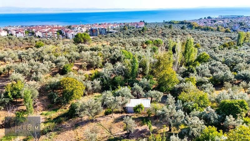 Kerim'den Altınoluk Satılık 1 Dönüm Deniz Manzaralı Zeytinlik — fotoğraf 21