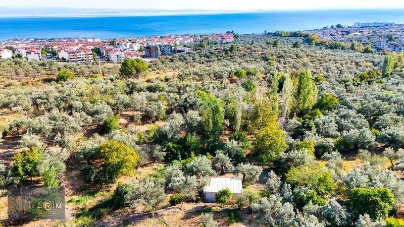 Kerim'den Altınoluk Satılık 1 Dönüm Deniz Manzaralı Zeytinlik — fotoğraf 22