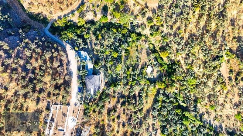 Kerim'den Altınoluk Satılık 1 Dönüm Deniz Manzaralı Zeytinlik — fotoğraf 23
