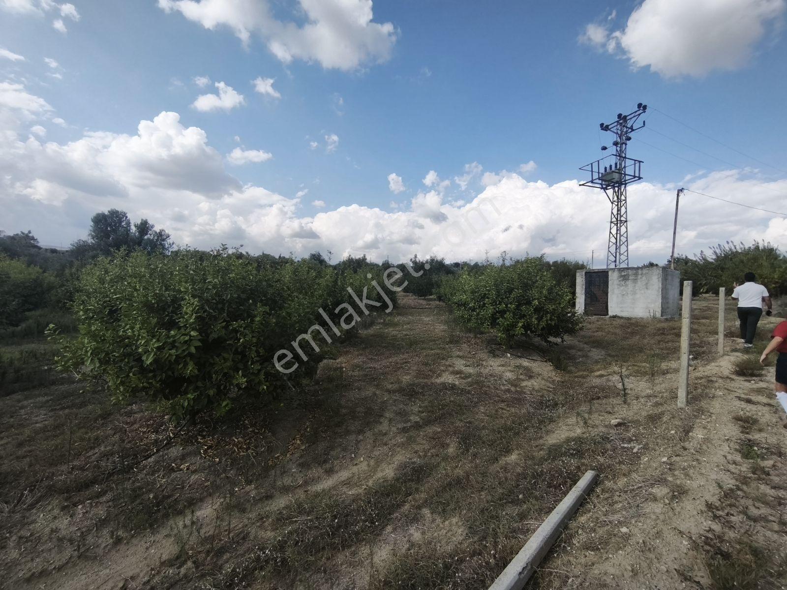 Artezyen,kendi Trafosu Olan Kupon Bahçe — fotoğraf 3