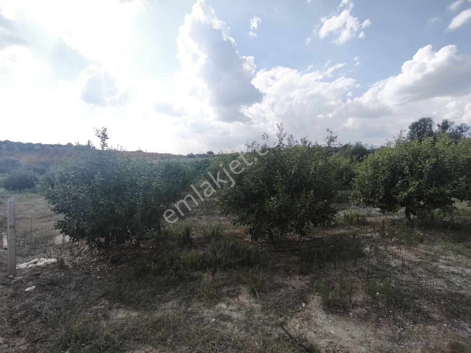 Artezyen,kendi Trafosu Olan Kupon Bahçe — fotoğraf 5