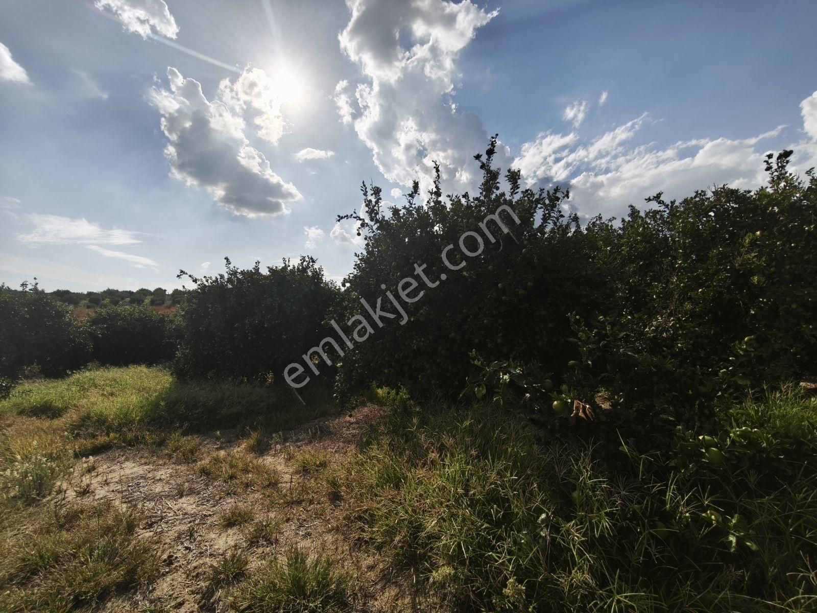 Artezyen,kendi Trafosu Olan Kupon Bahçe — fotoğraf 8