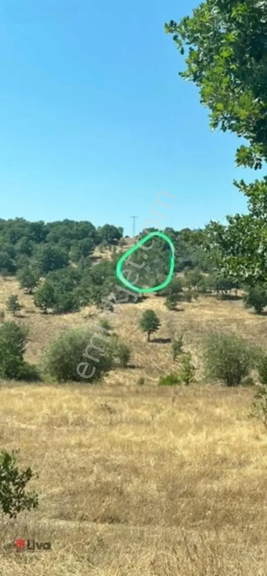 Rw Liva'dan Sındırgı Mumcu'da Satılık Tarla — fotoğraf 24