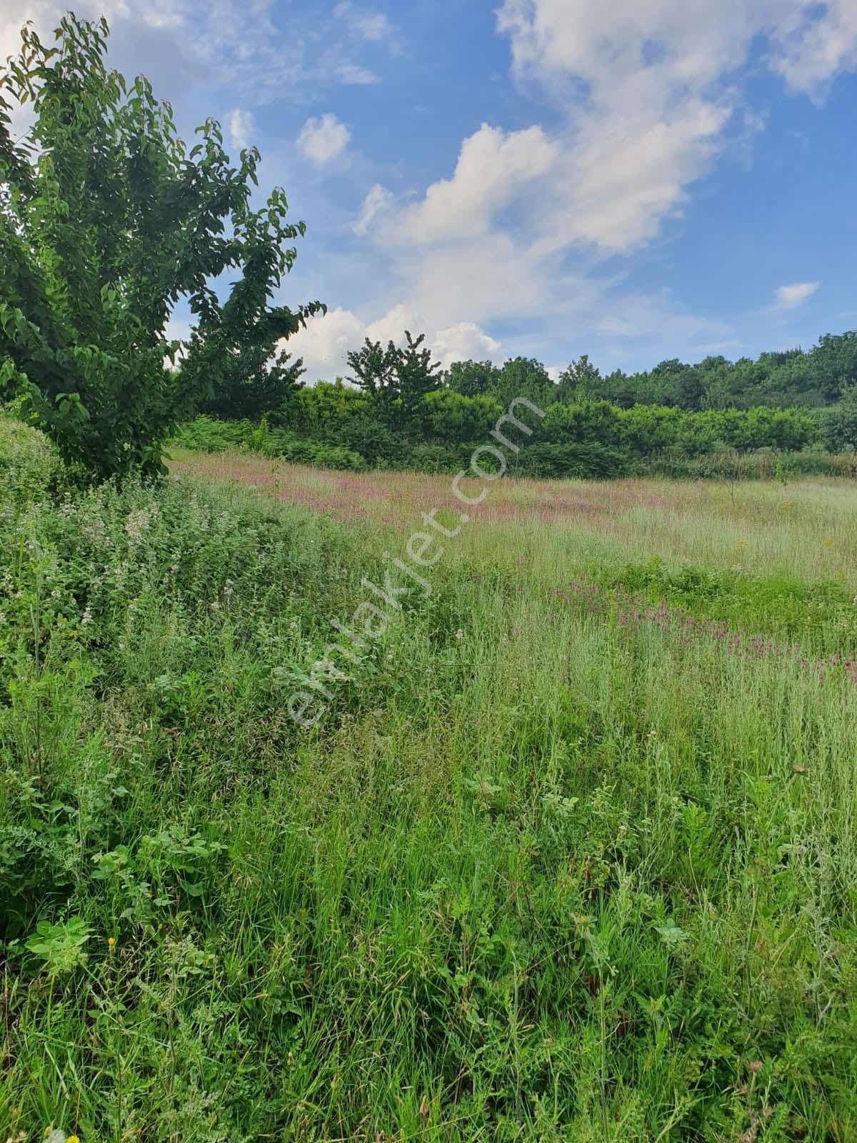 Yeni Yapılacak Gölcük Yalova Yol Güzergahına Yakın Tarla — fotoğraf 6
