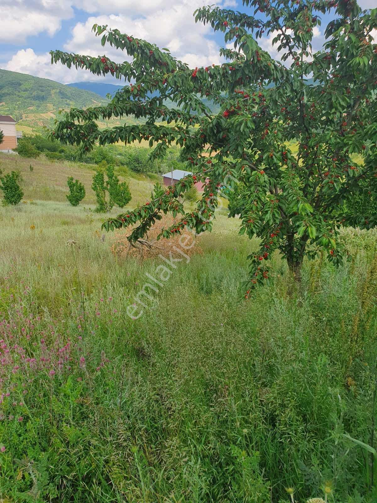 Yeni Yapılacak Gölcük Yalova Yol Güzergahına Yakın Tarla — fotoğraf 7