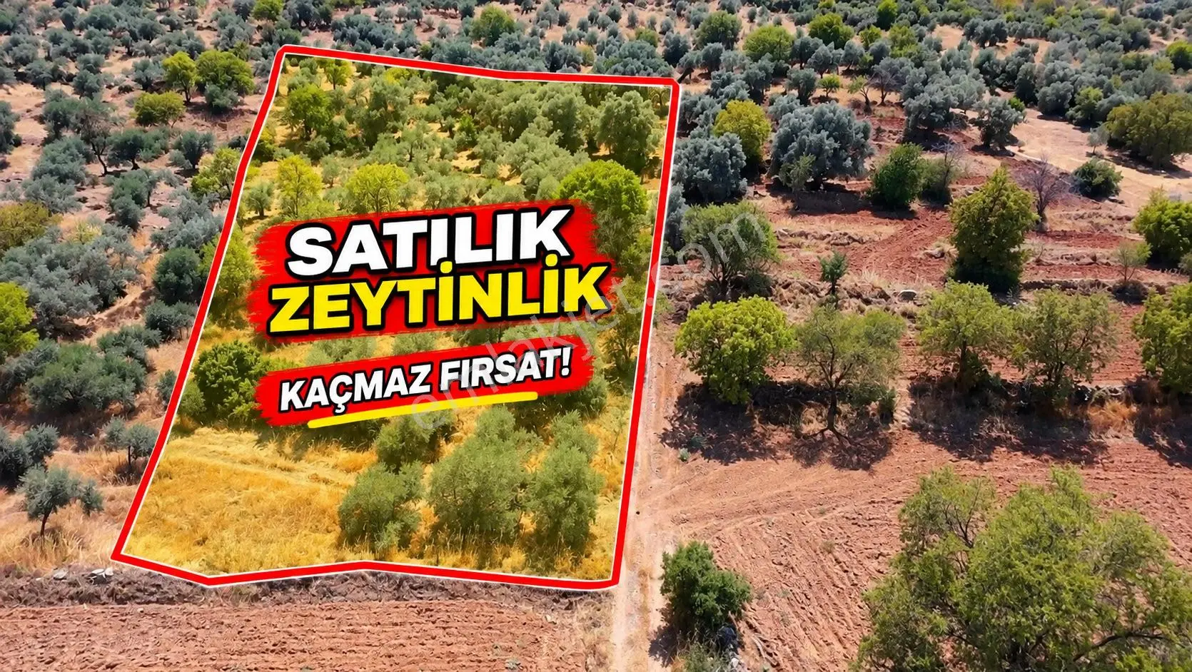 Satılık Zeytinlik – Beyerli / Nazilli — fotoğraf 2