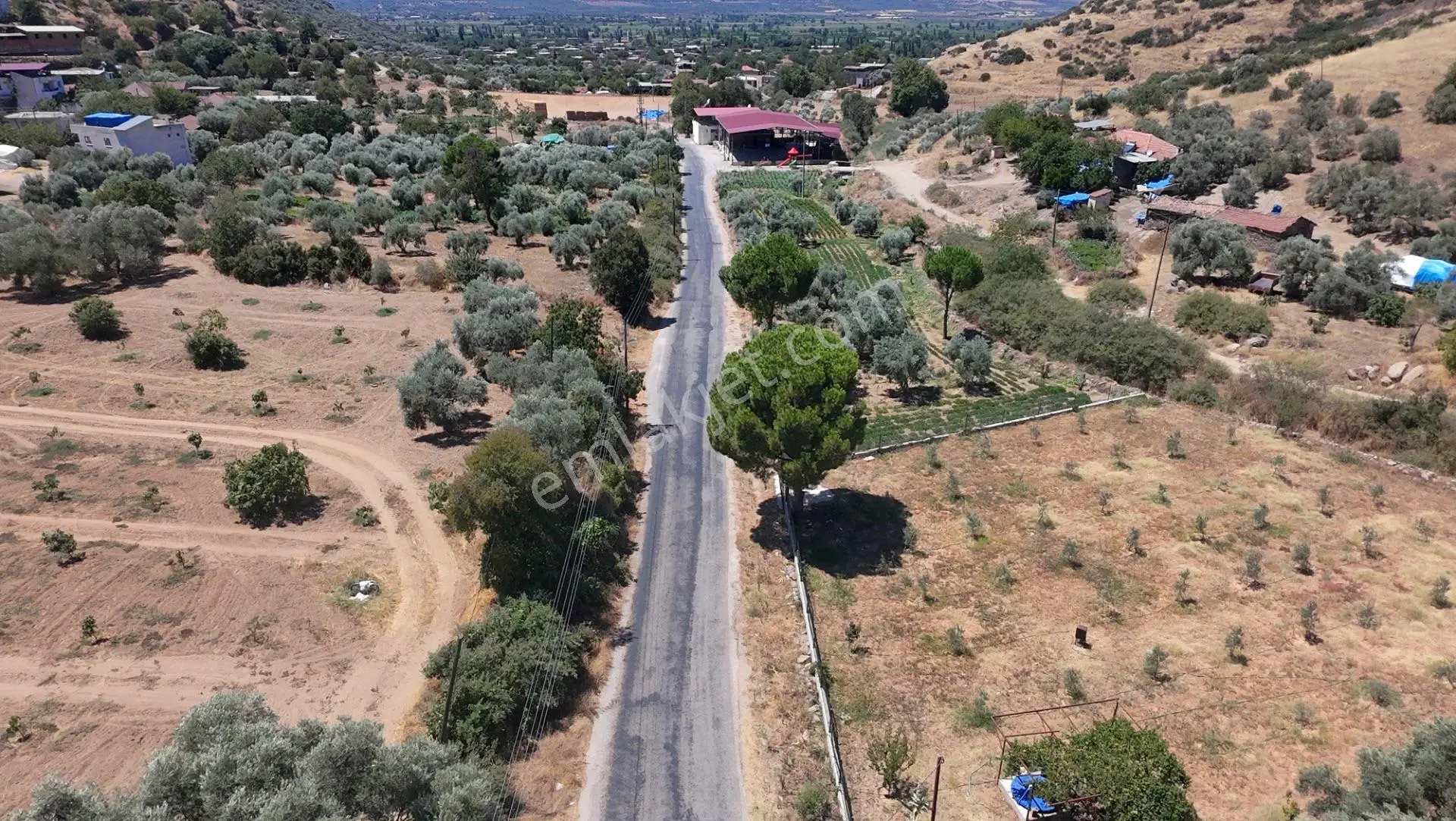 Satılık Zeytinlik – Beyerli / Nazilli — fotoğraf 3