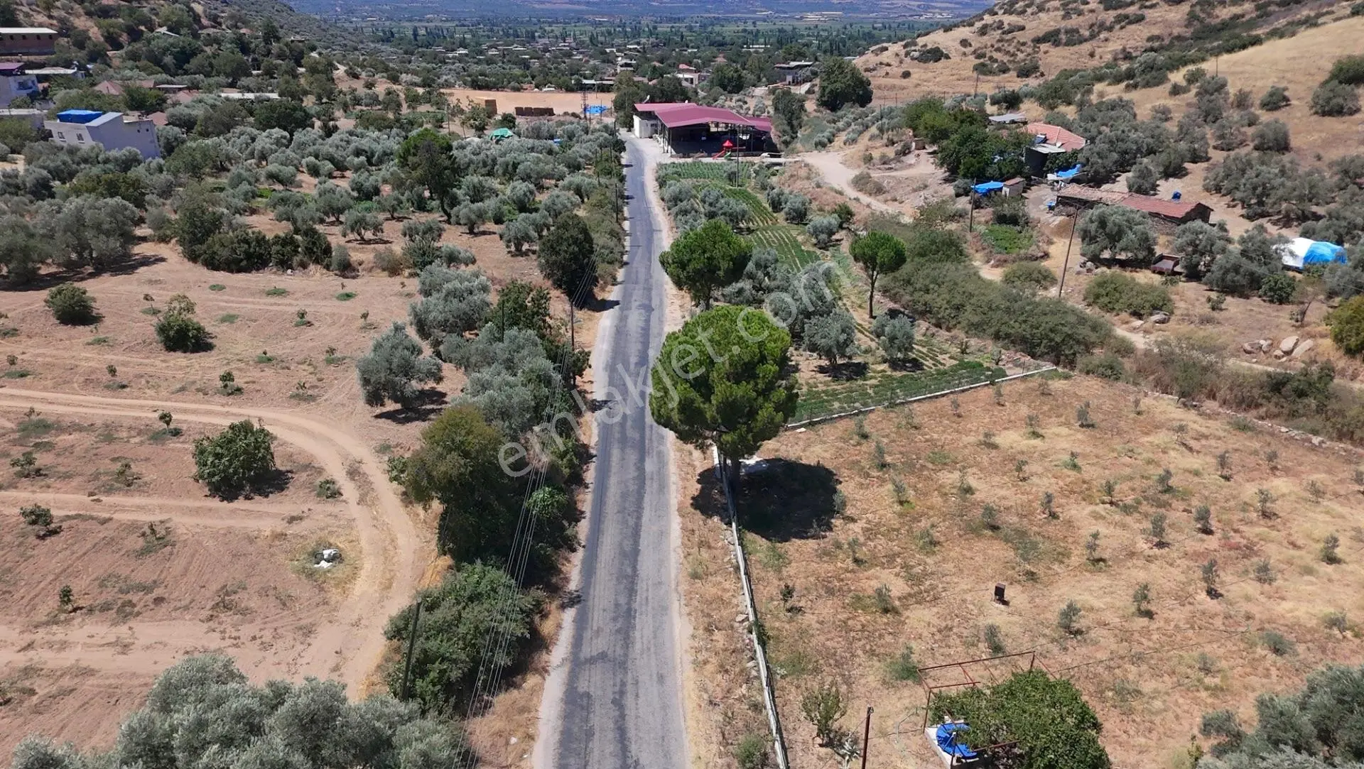 Satılık Zeytinlik – Beyerli / Nazilli — fotoğraf 4