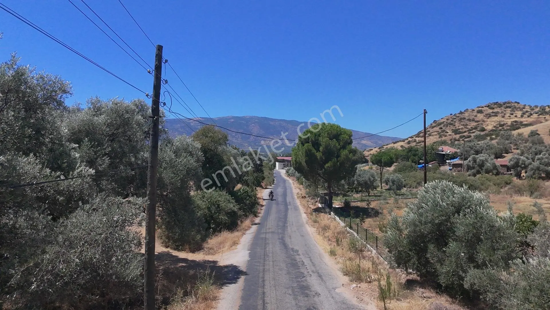 Satılık Zeytinlik – Beyerli / Nazilli — fotoğraf 5