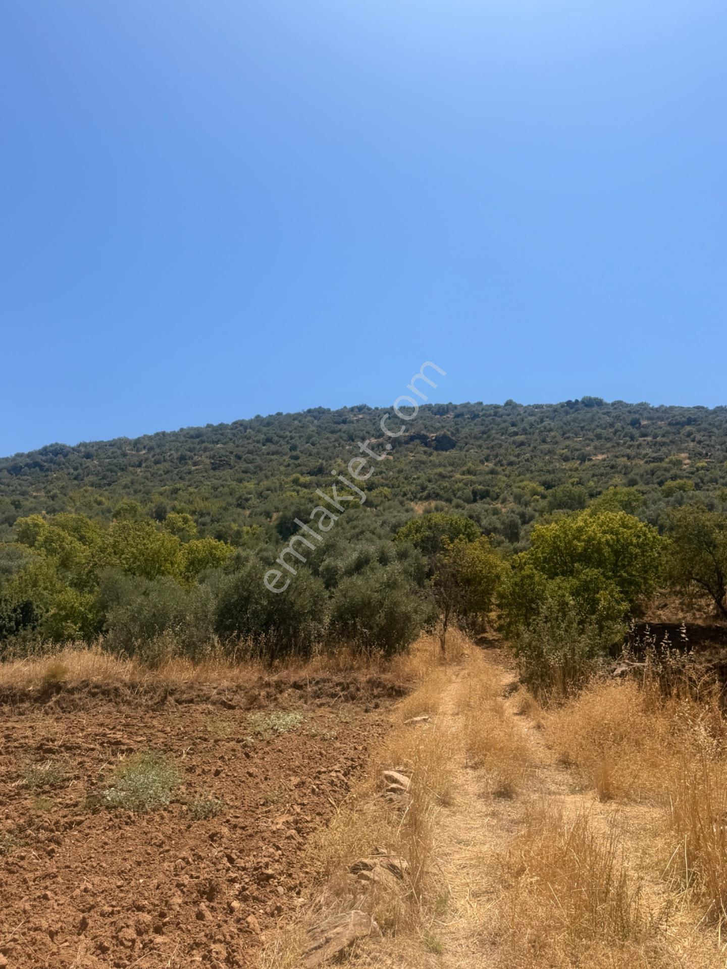 Satılık Zeytinlik – Beyerli / Nazilli — fotoğraf 6