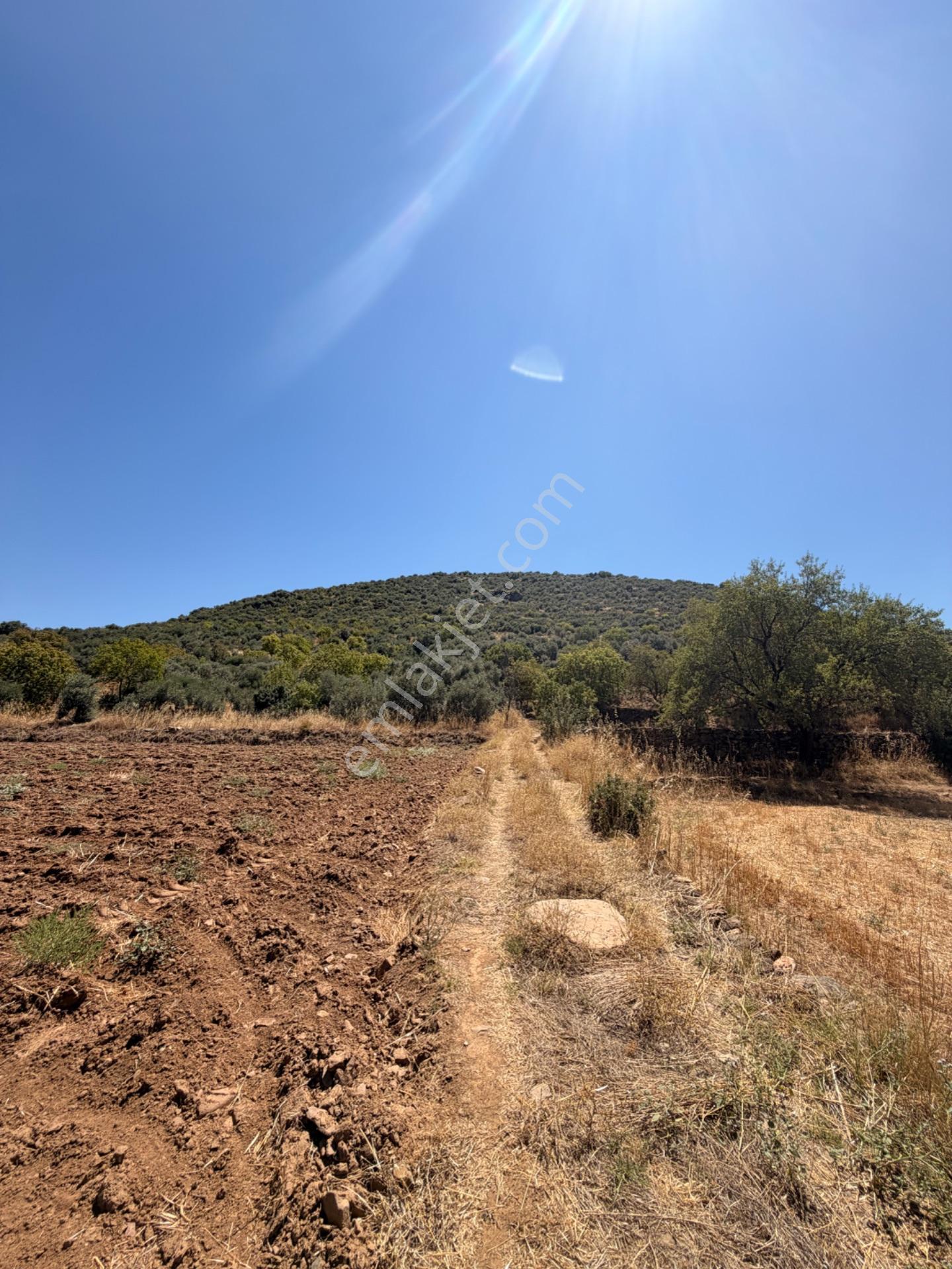 Satılık Zeytinlik – Beyerli / Nazilli — fotoğraf 7