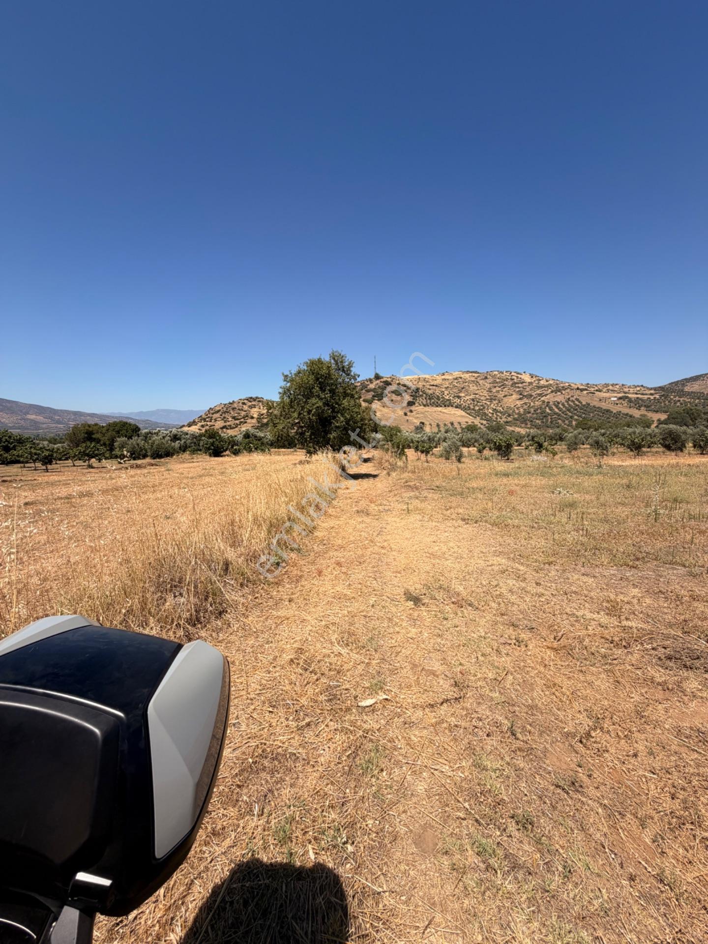 Satılık Zeytinlik – Beyerli / Nazilli — fotoğraf 8