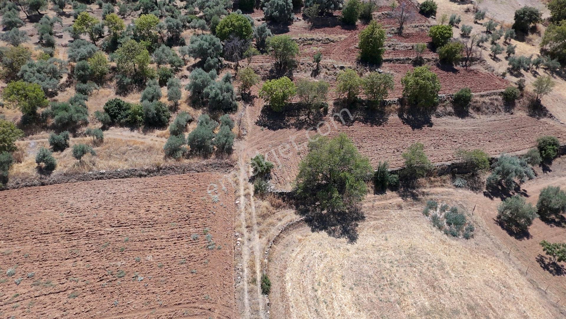 Satılık Zeytinlik – Beyerli / Nazilli — fotoğraf 10