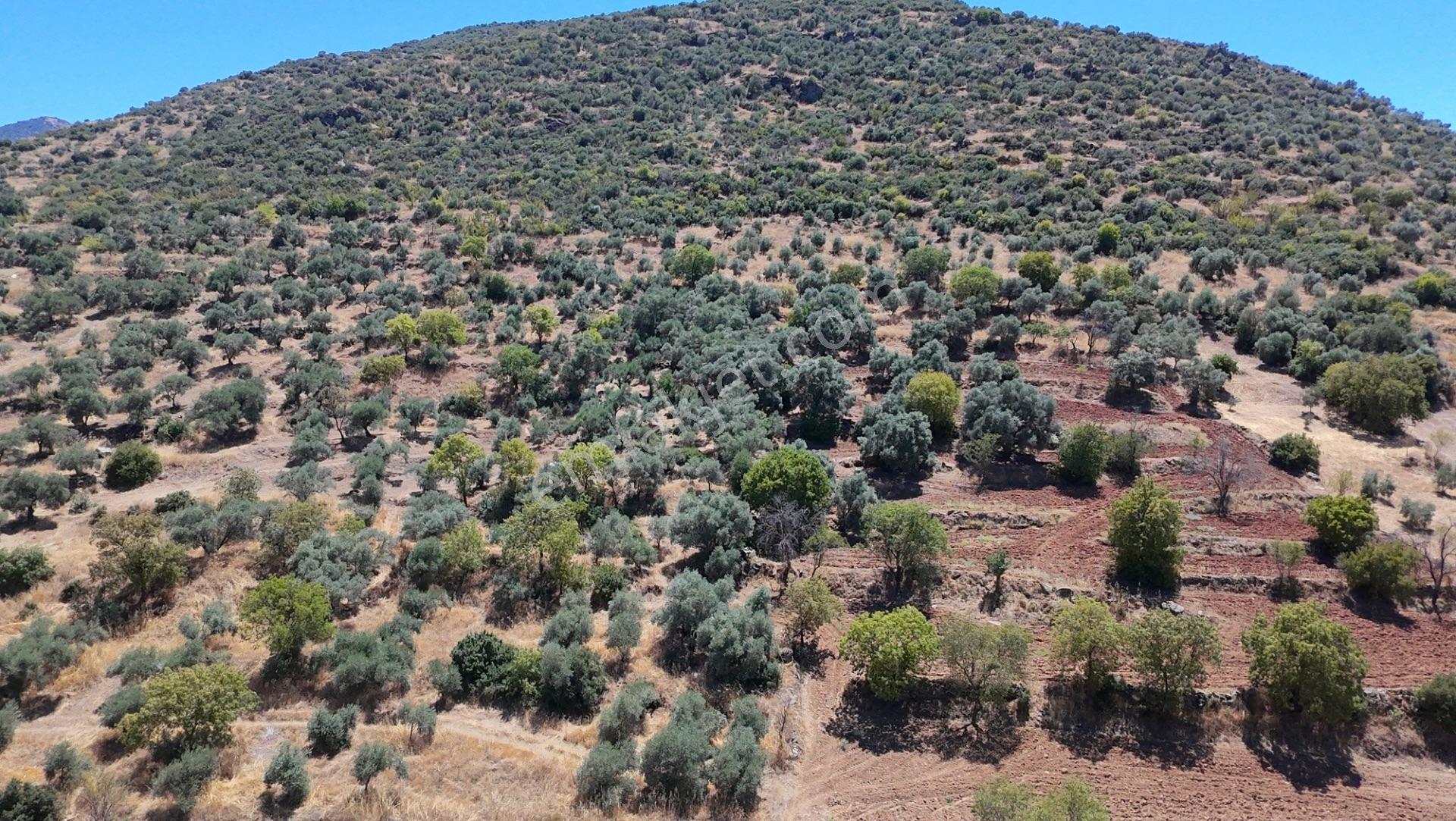 Satılık Zeytinlik – Beyerli / Nazilli — fotoğraf 11